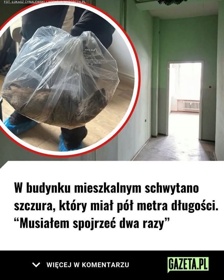 Dzieło sztuki #12404