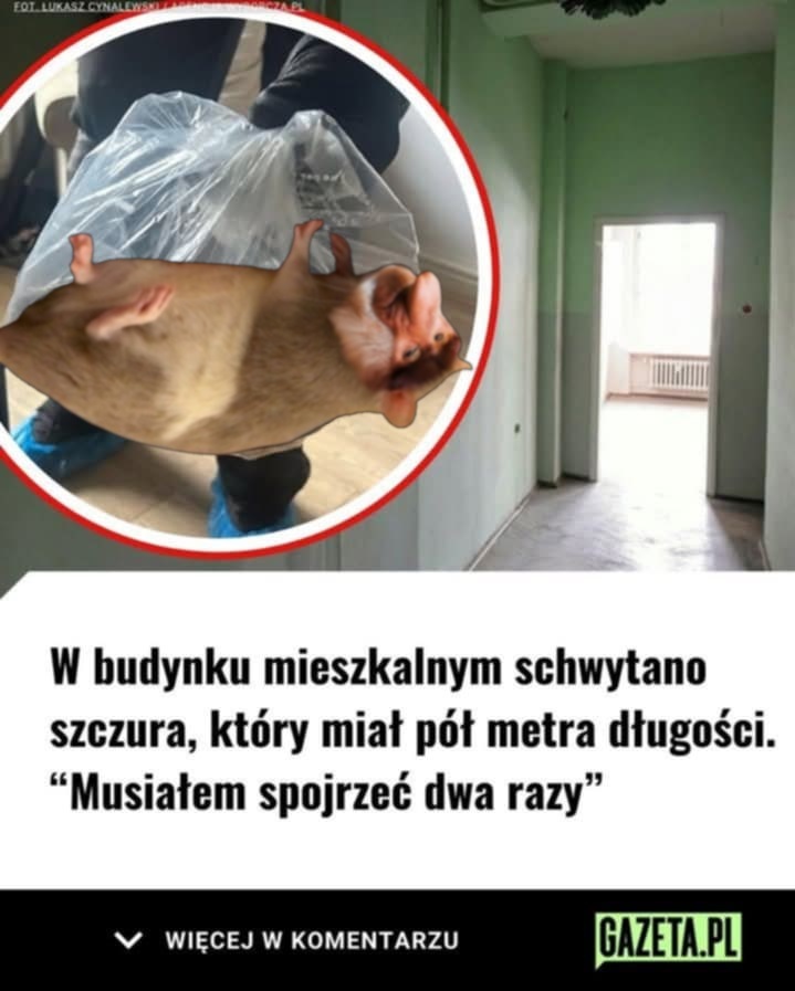 Dzieło sztuki #12536
