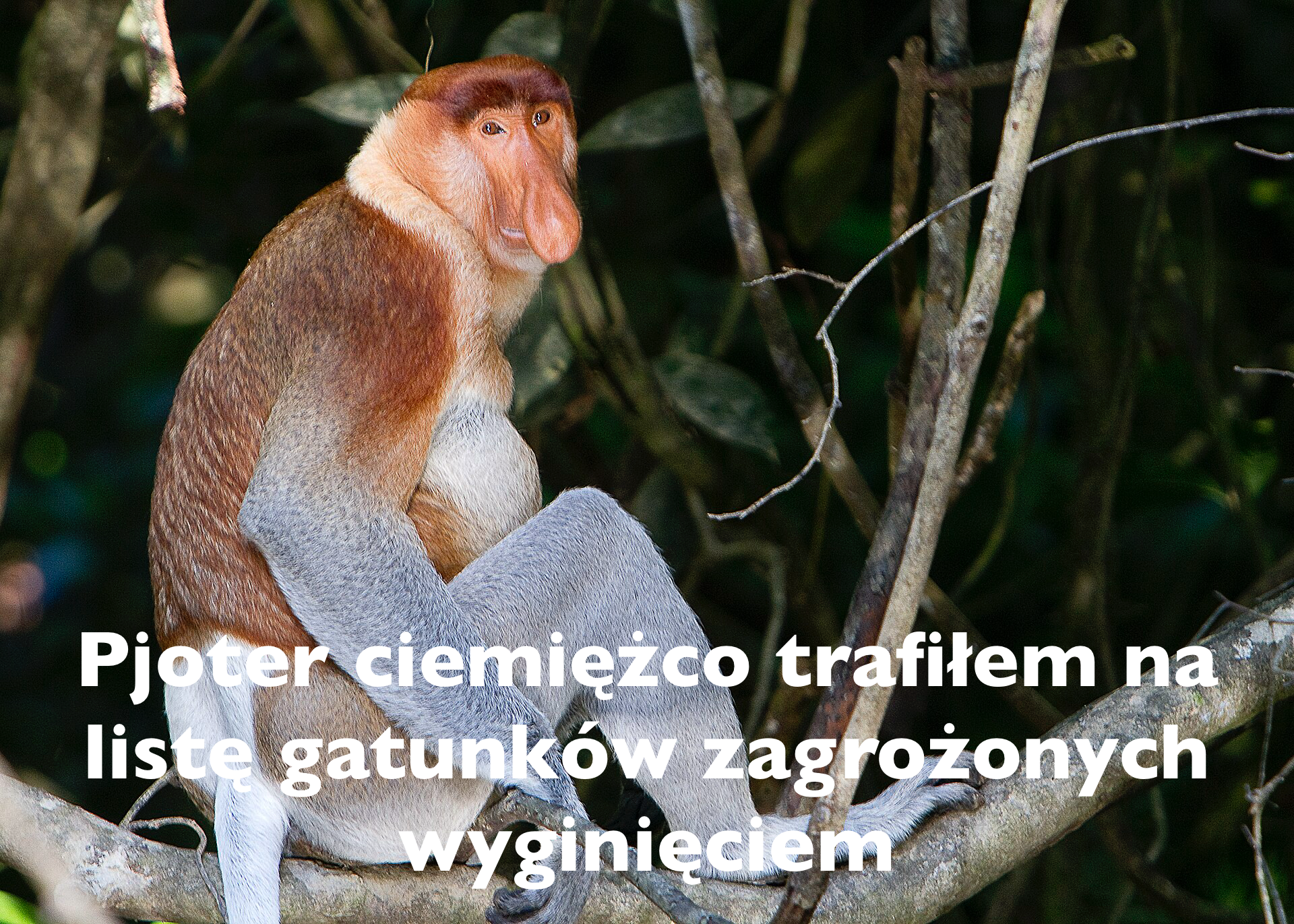 Dzieło sztuki #14168