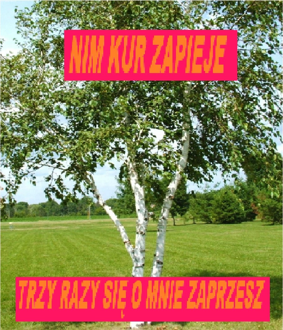 Dzieło sztuki #16709
