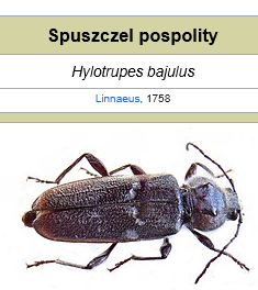 Dzieło sztuki #17600