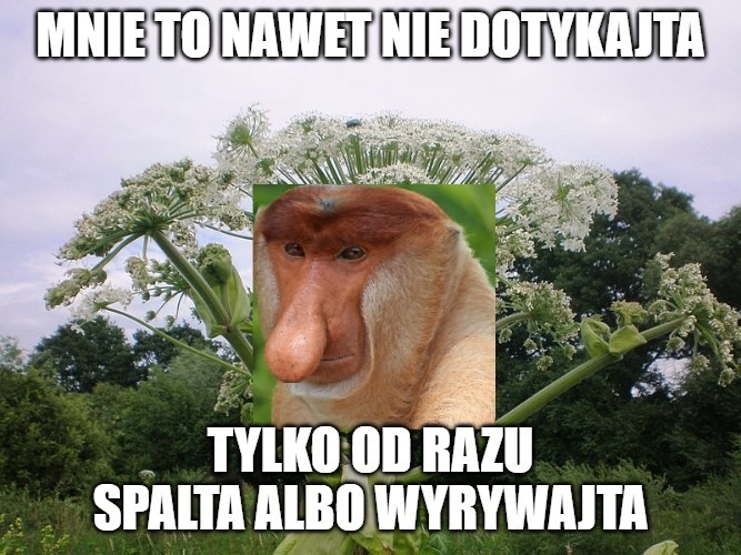 Dzieło sztuki #17618